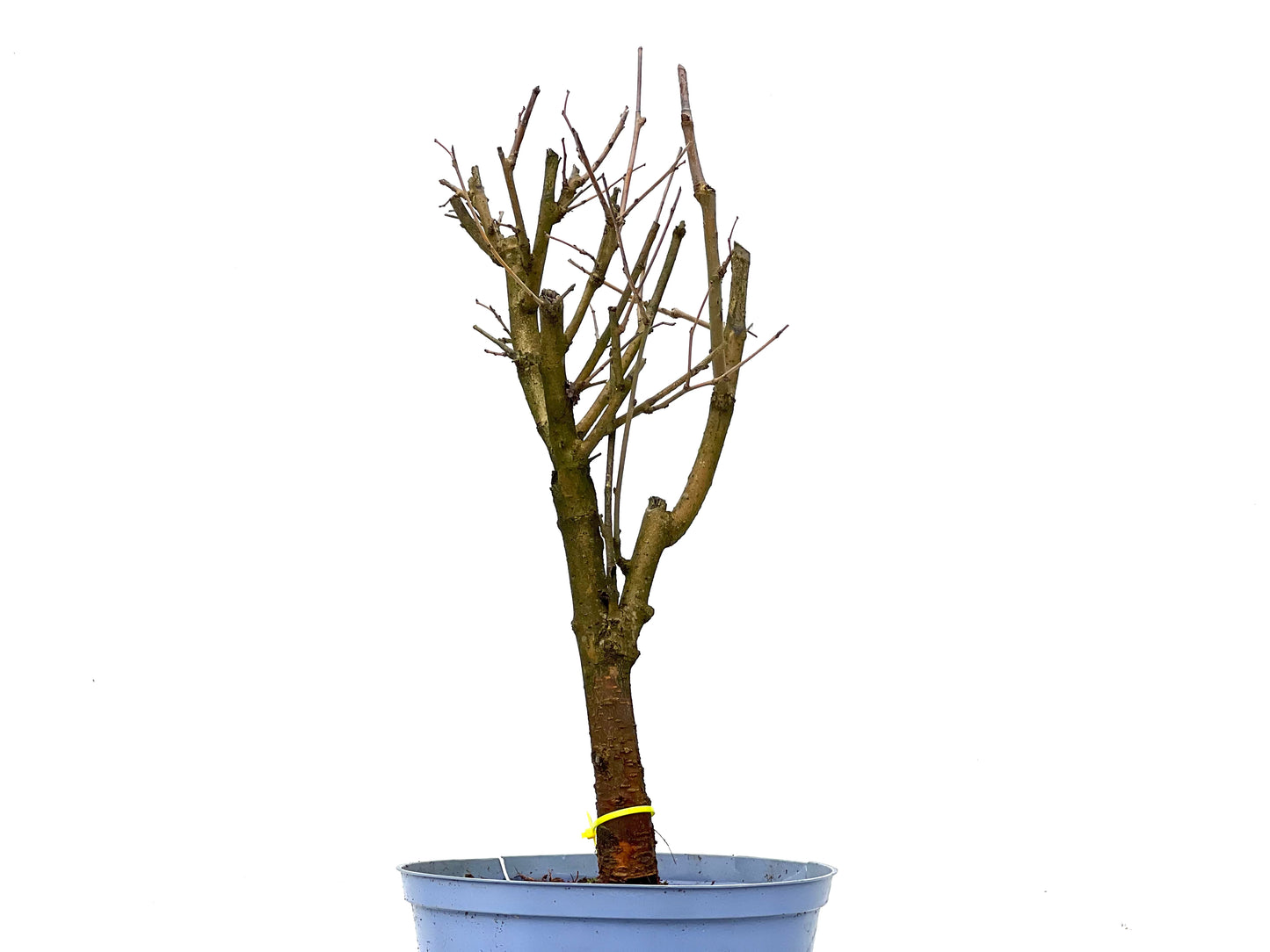 Morus Alba 3285