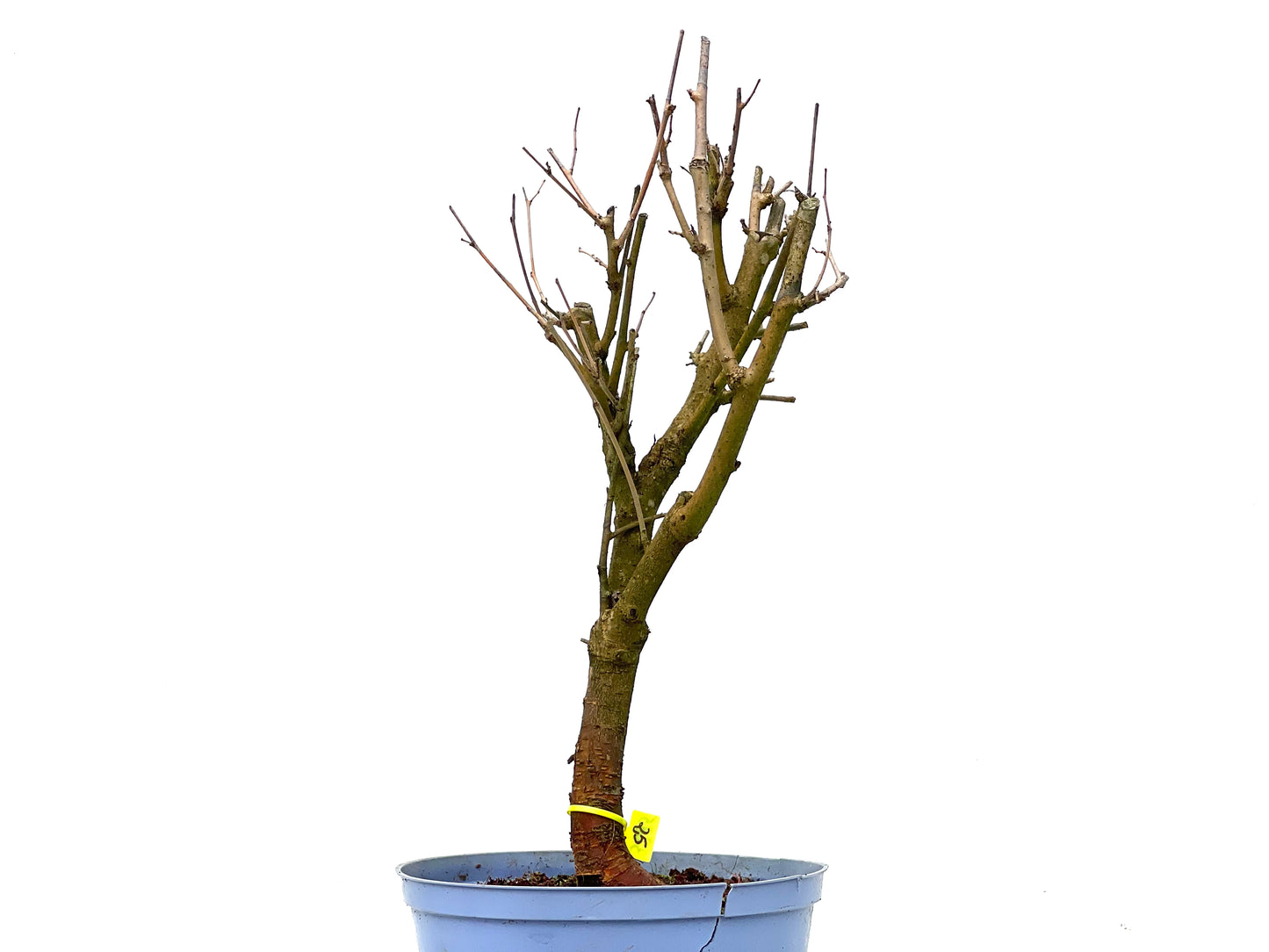 Morus Alba 3285