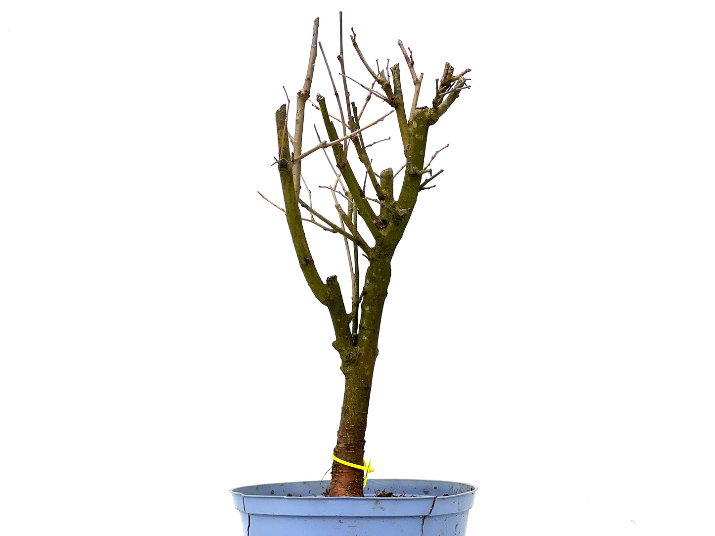 Morus Alba 3285