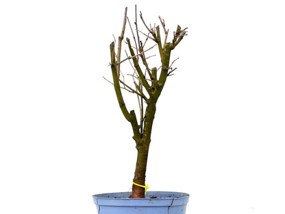 Morus Alba 3285