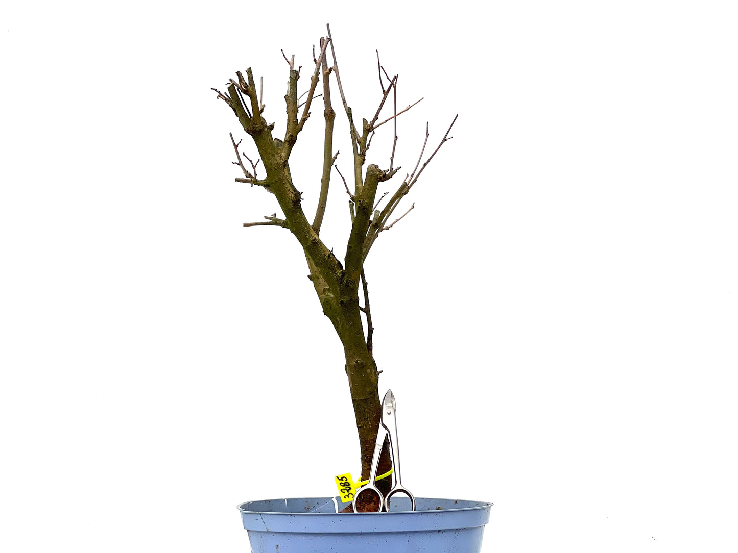 Morus Alba 3285