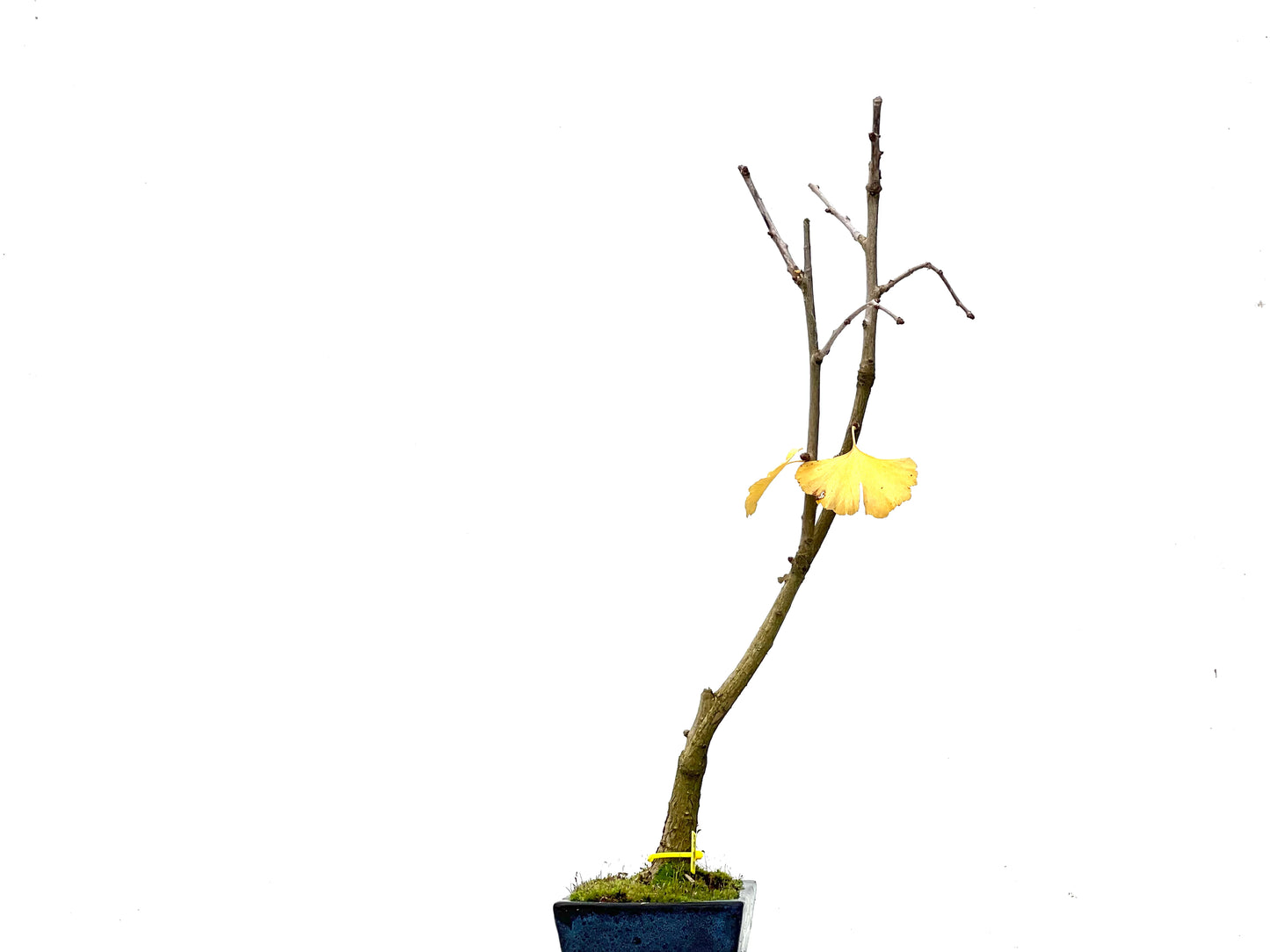 Ginkgo Biloba 3235