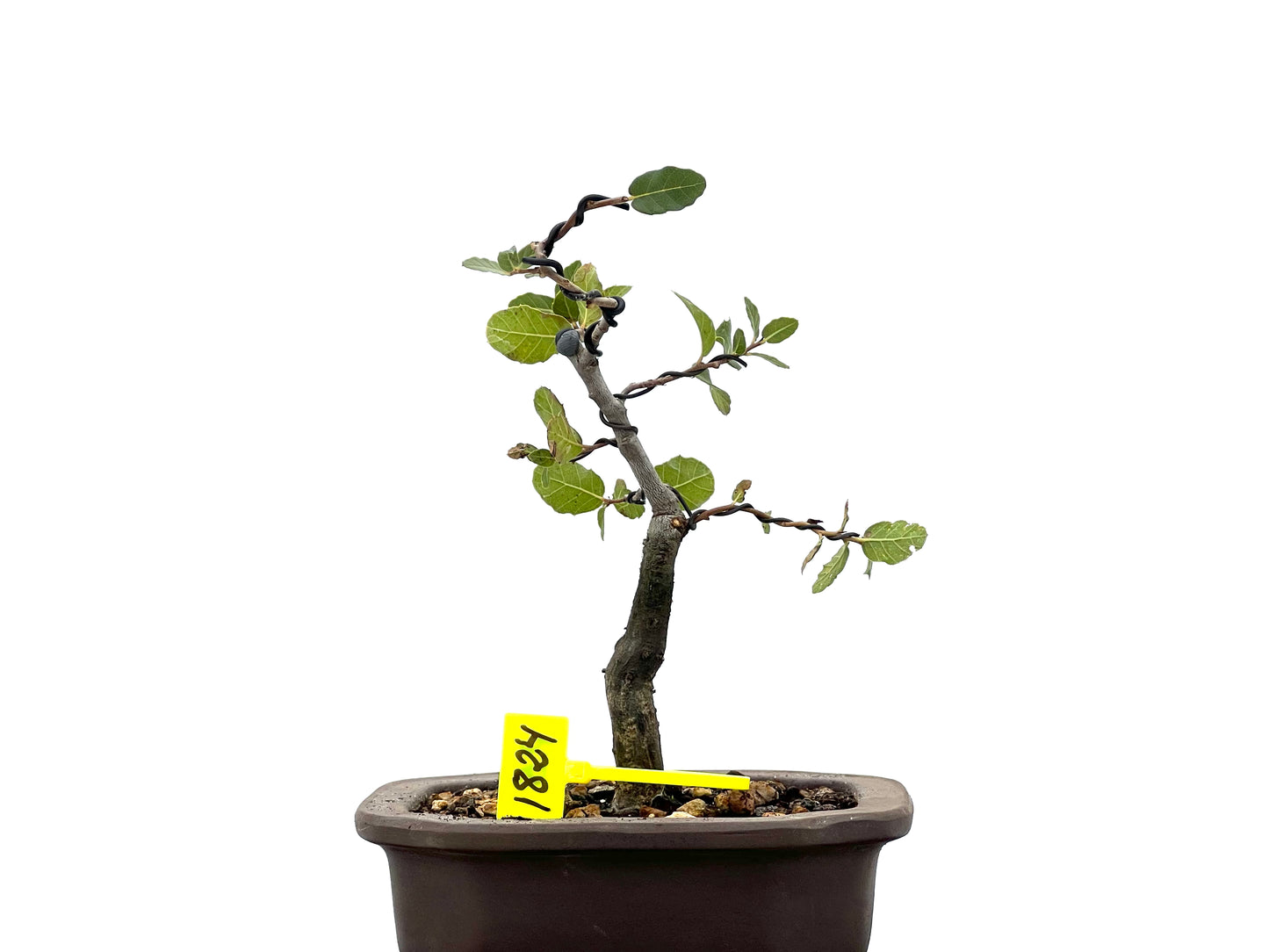 Quercus Suber 1824