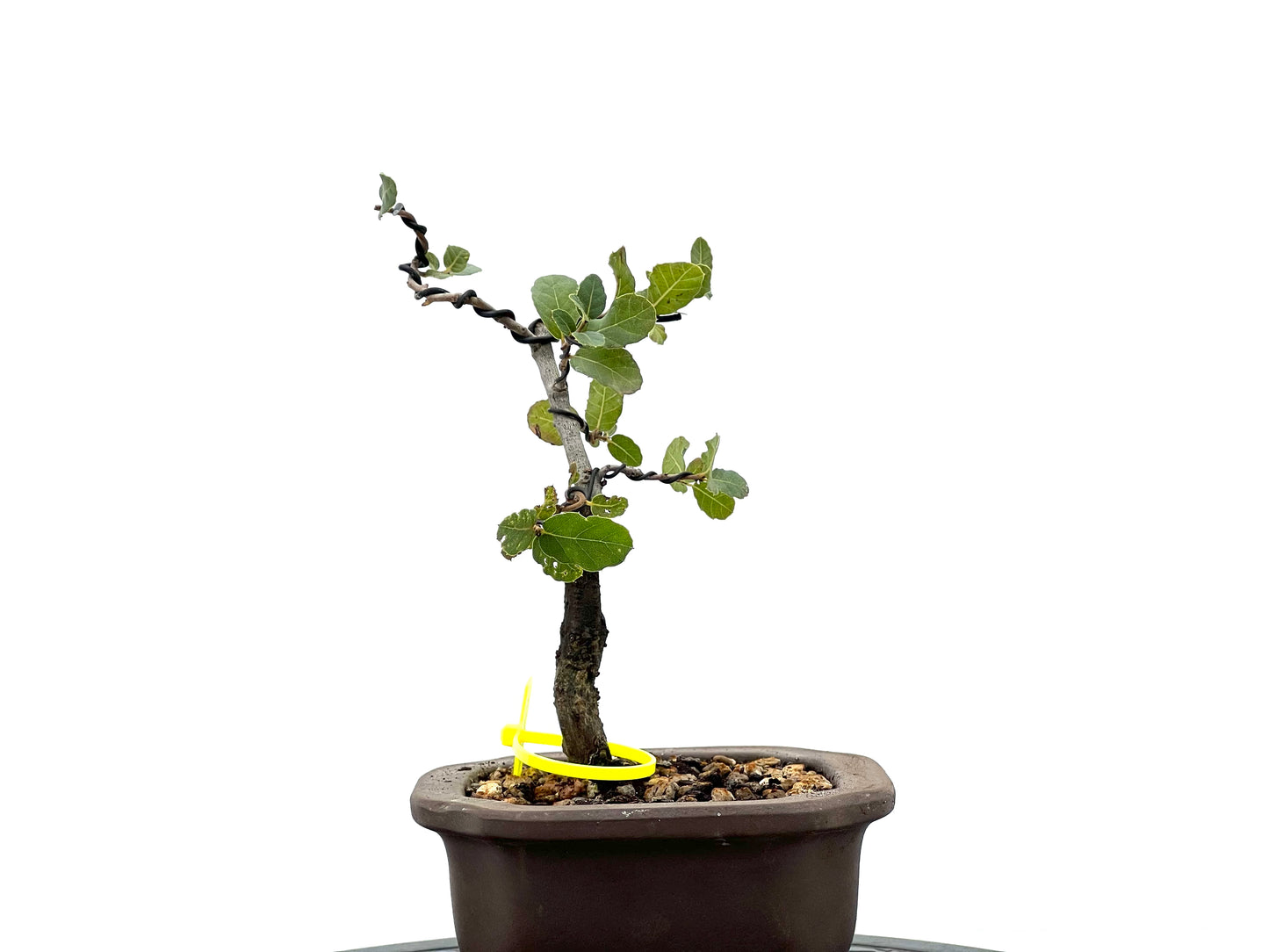 Quercus Suber 1824