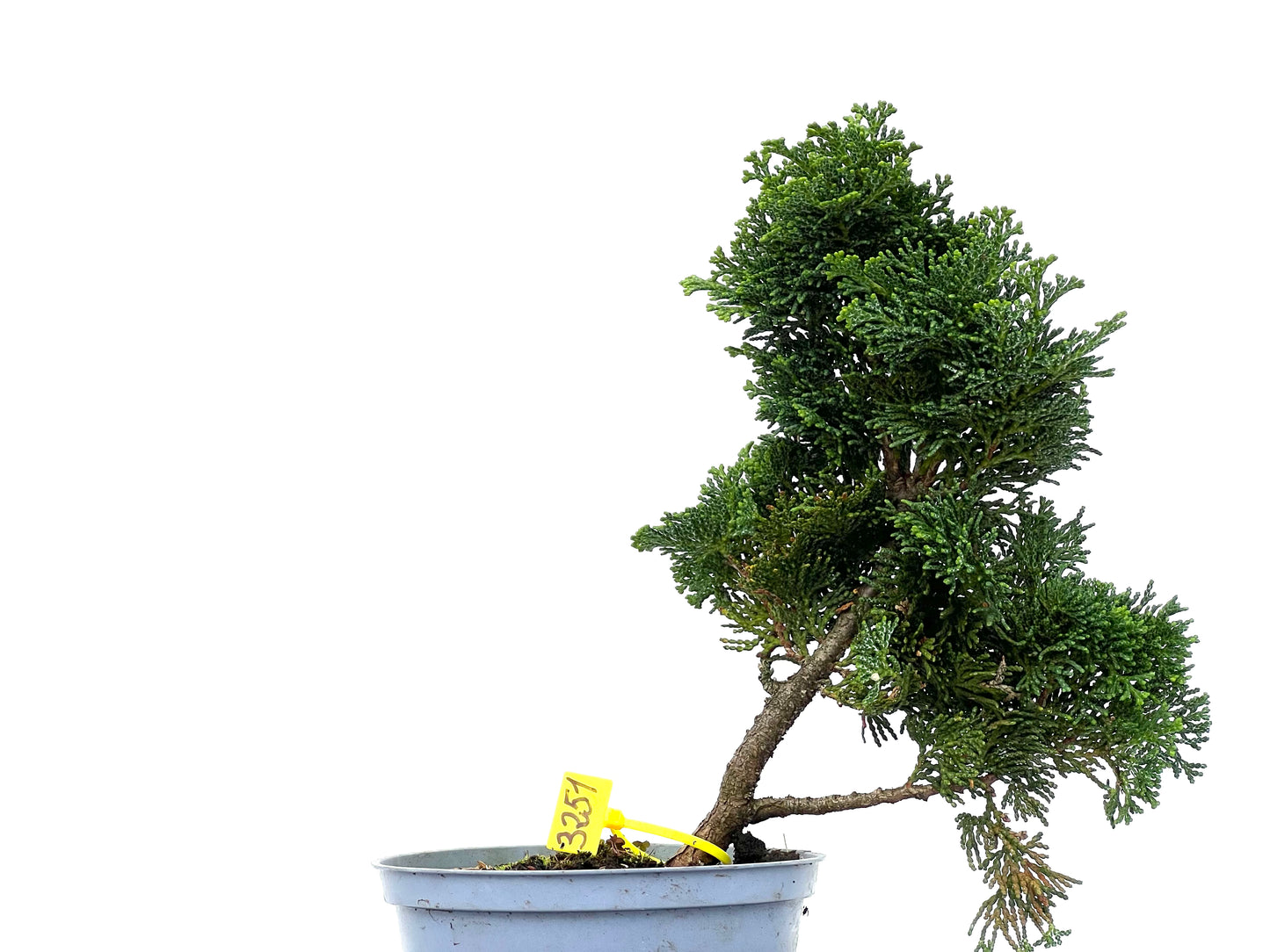 Chamaecyparis Obtusa Nana 3251