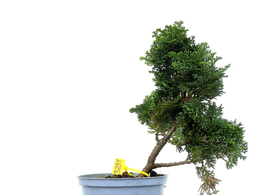 Chamaecyparis Obtusa Nana 3251