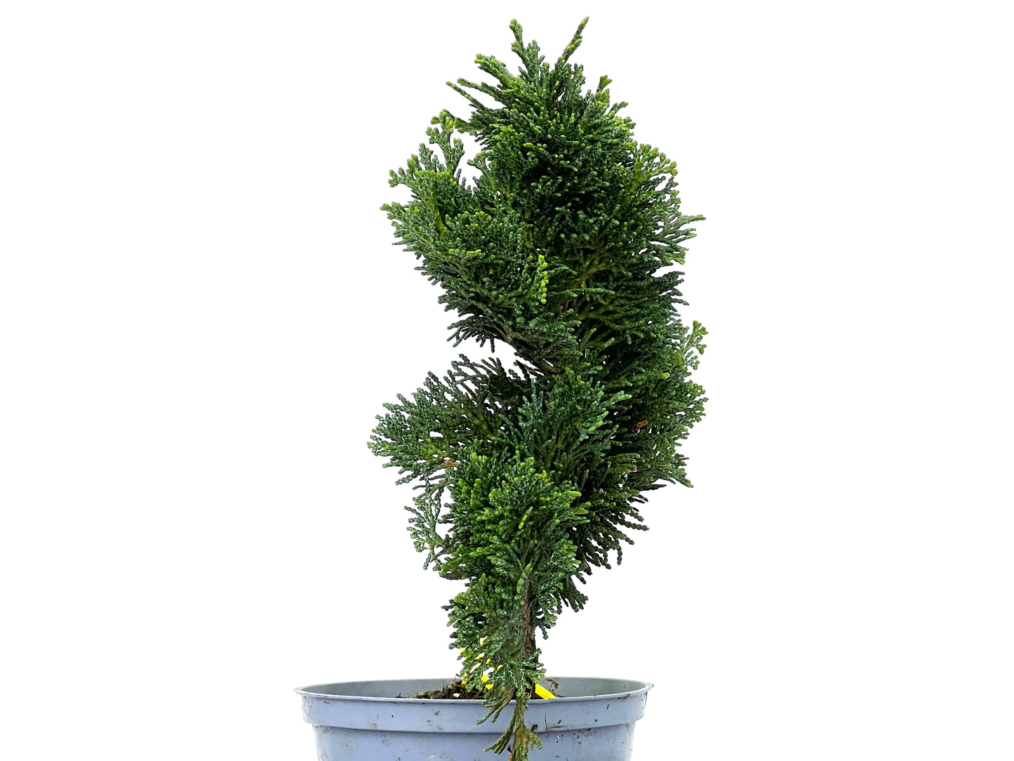 Chamaecyparis Obtusa Nana 3251
