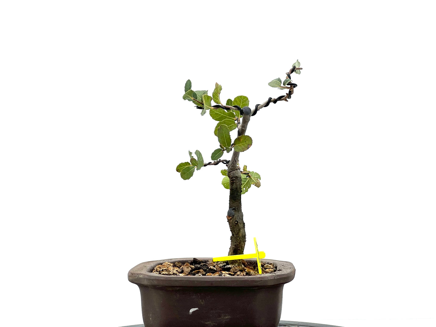 Quercus Suber 1824