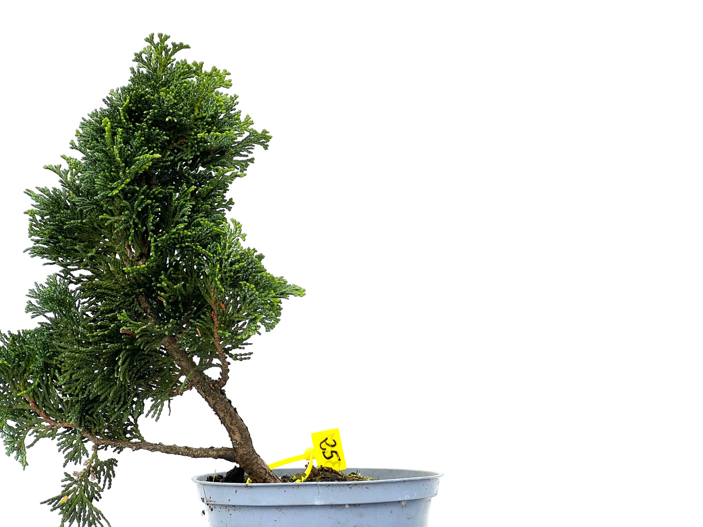 Chamaecyparis Obtusa Nana 3251