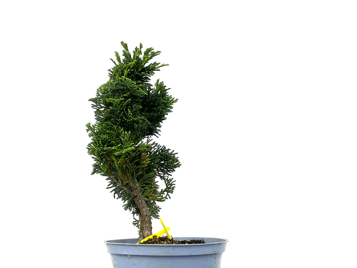 Chamaecyparis Obtusa Nana 3251