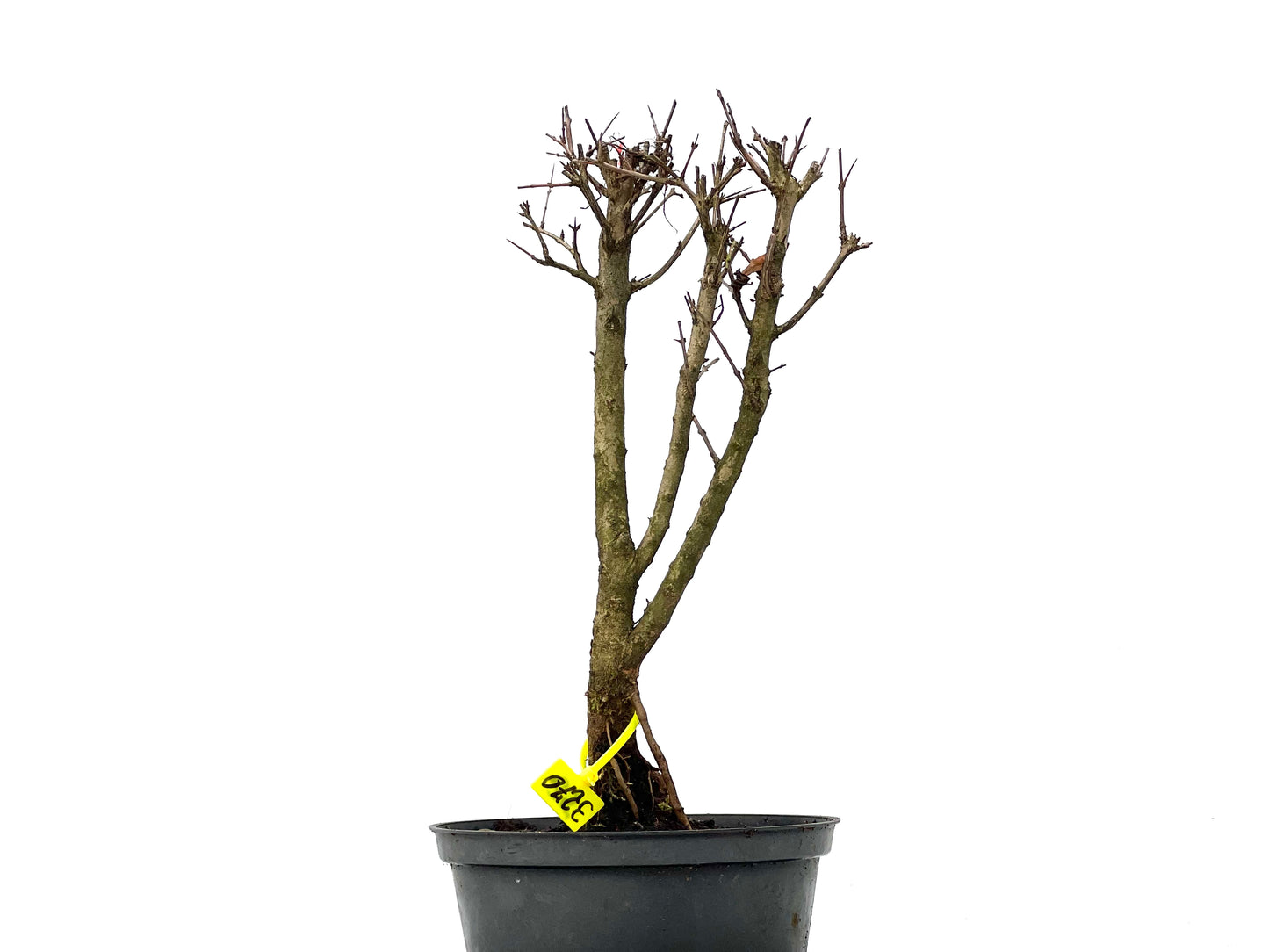 Punica Granatum Nana 3270