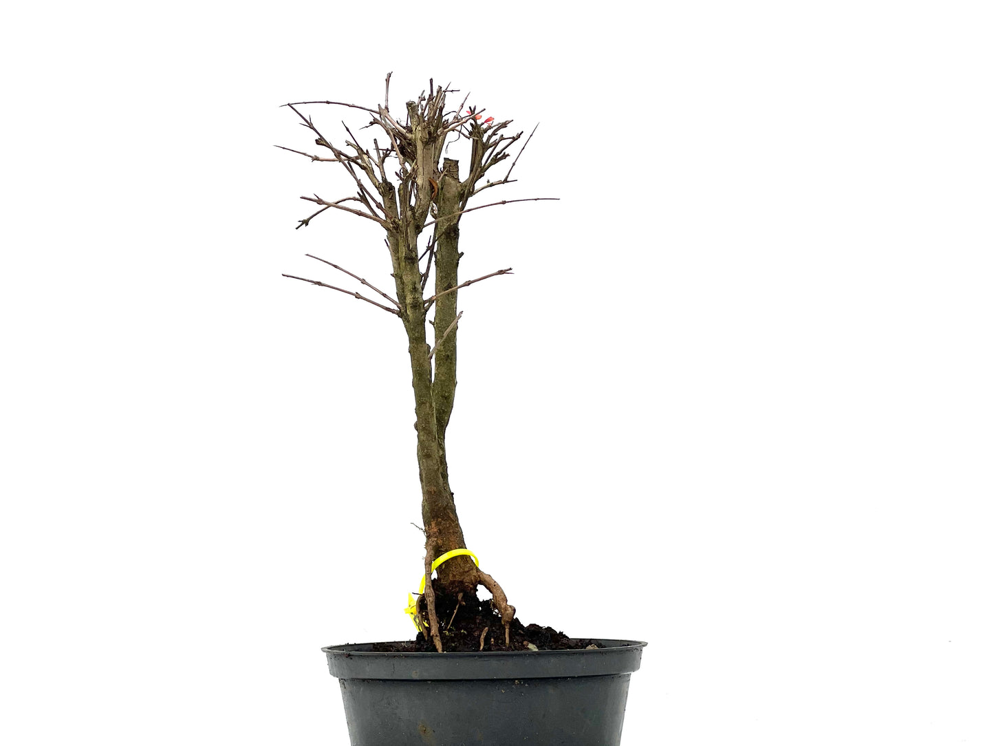 Punica Granatum Nana 3270