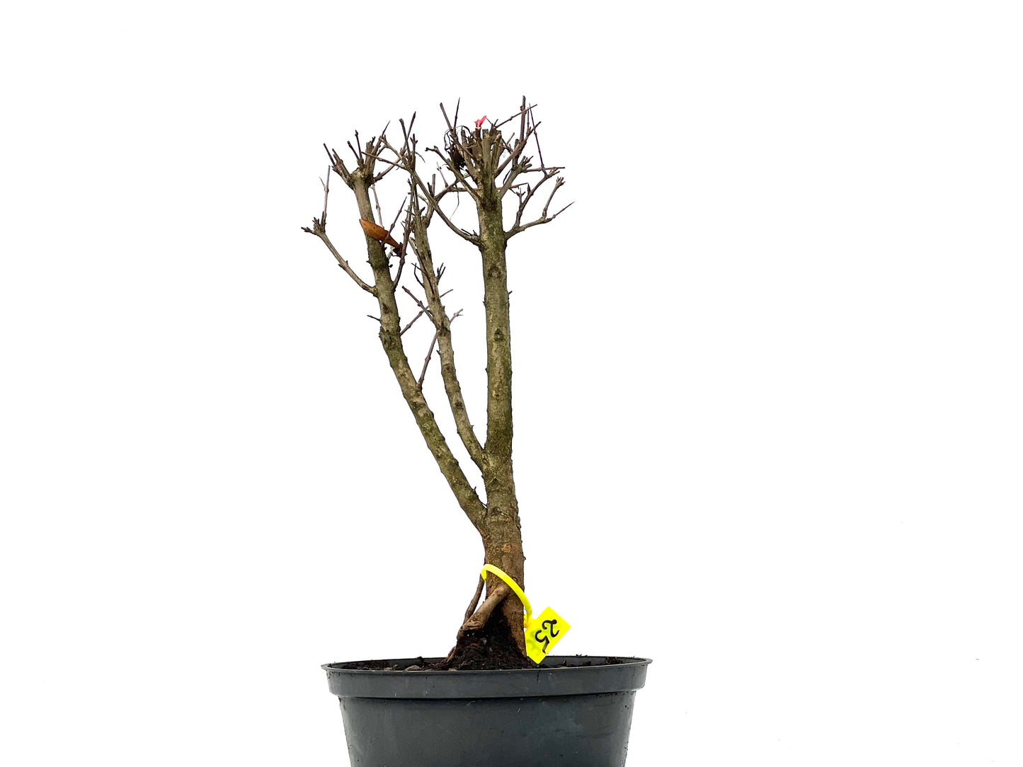 Punica Granatum Nana 3270