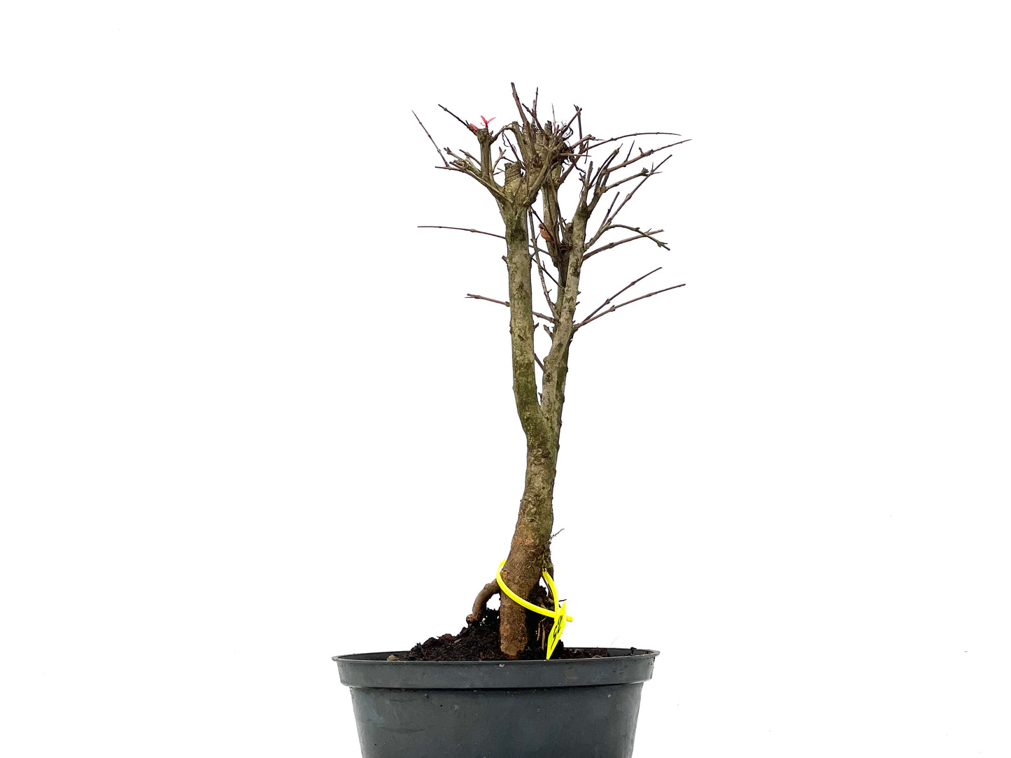Punica Granatum Nana 3270