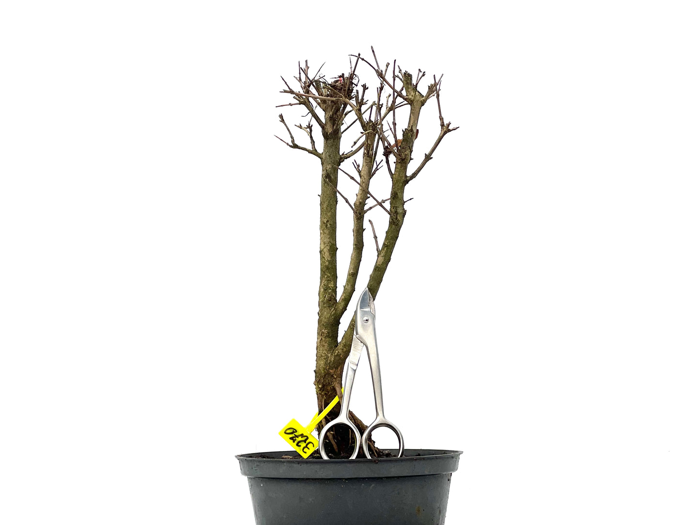 Punica Granatum Nana 3270