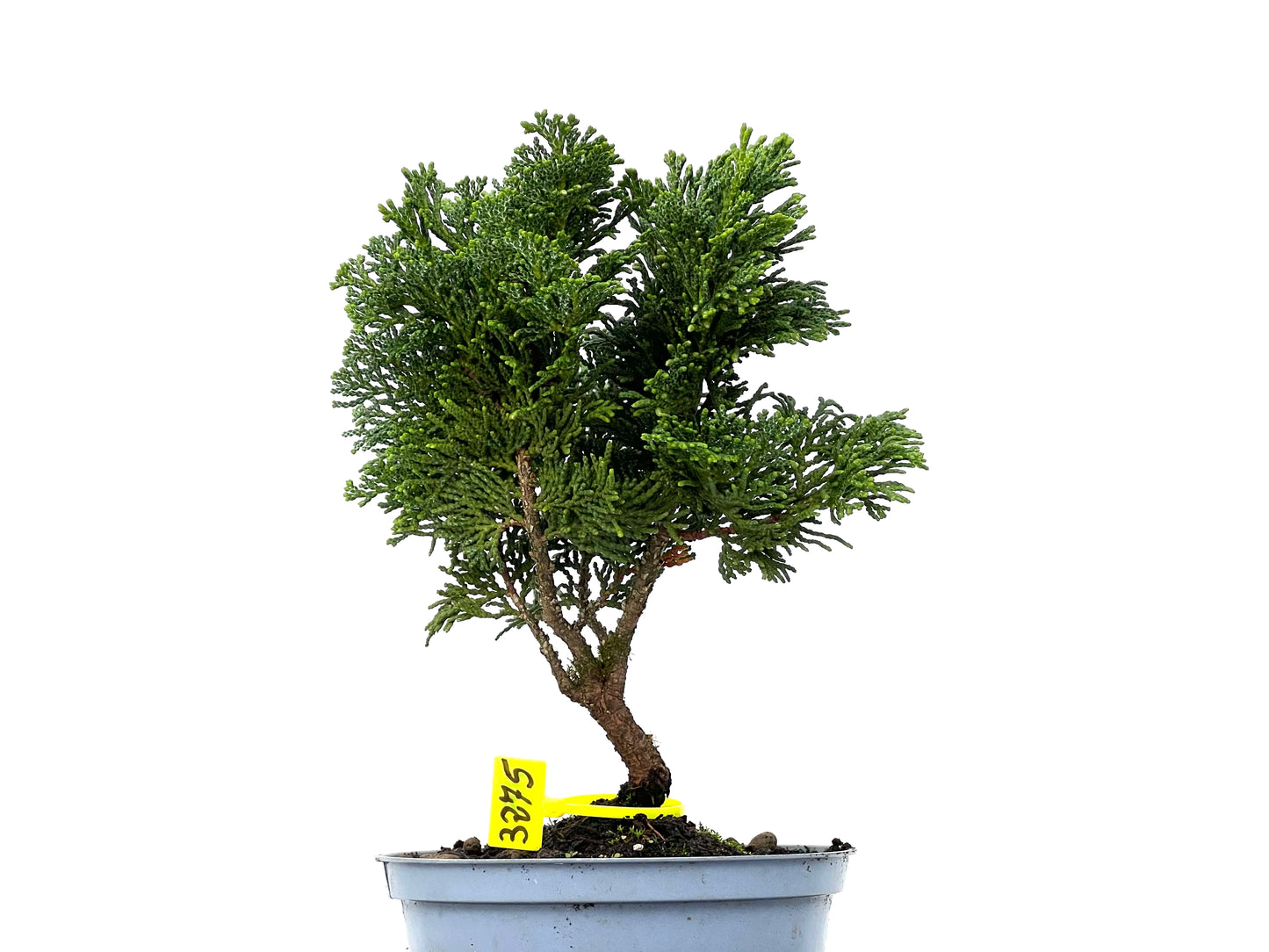 Chamaecyparis Obtusa Nana 3275
