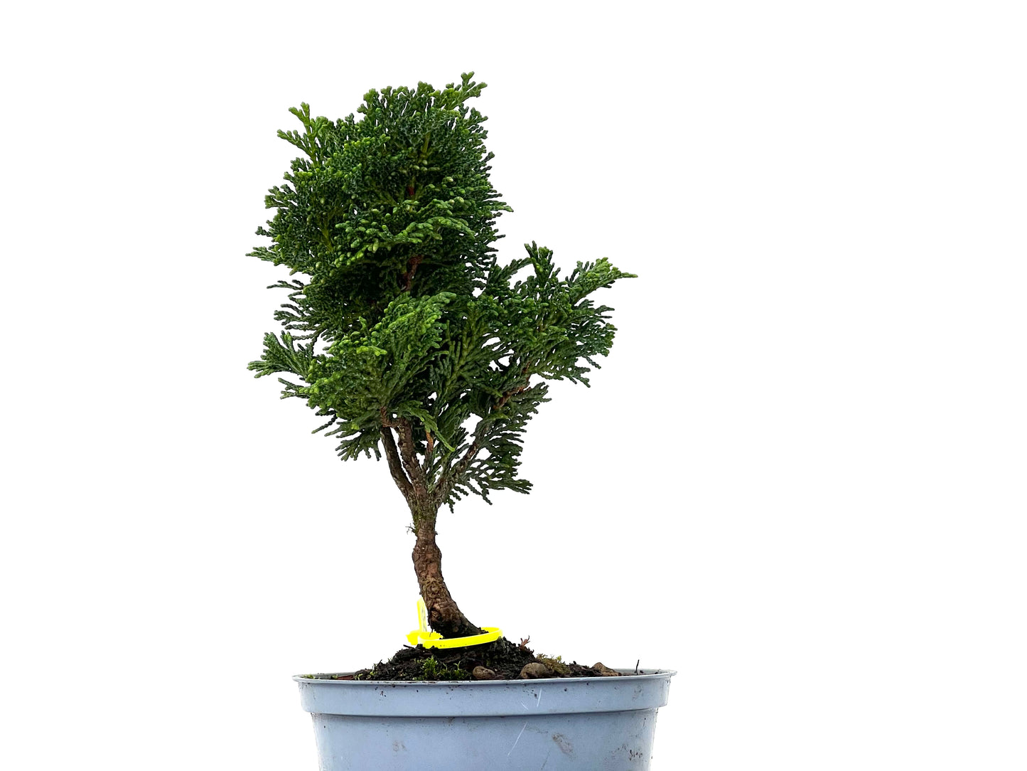 Chamaecyparis Obtusa Nana 3275