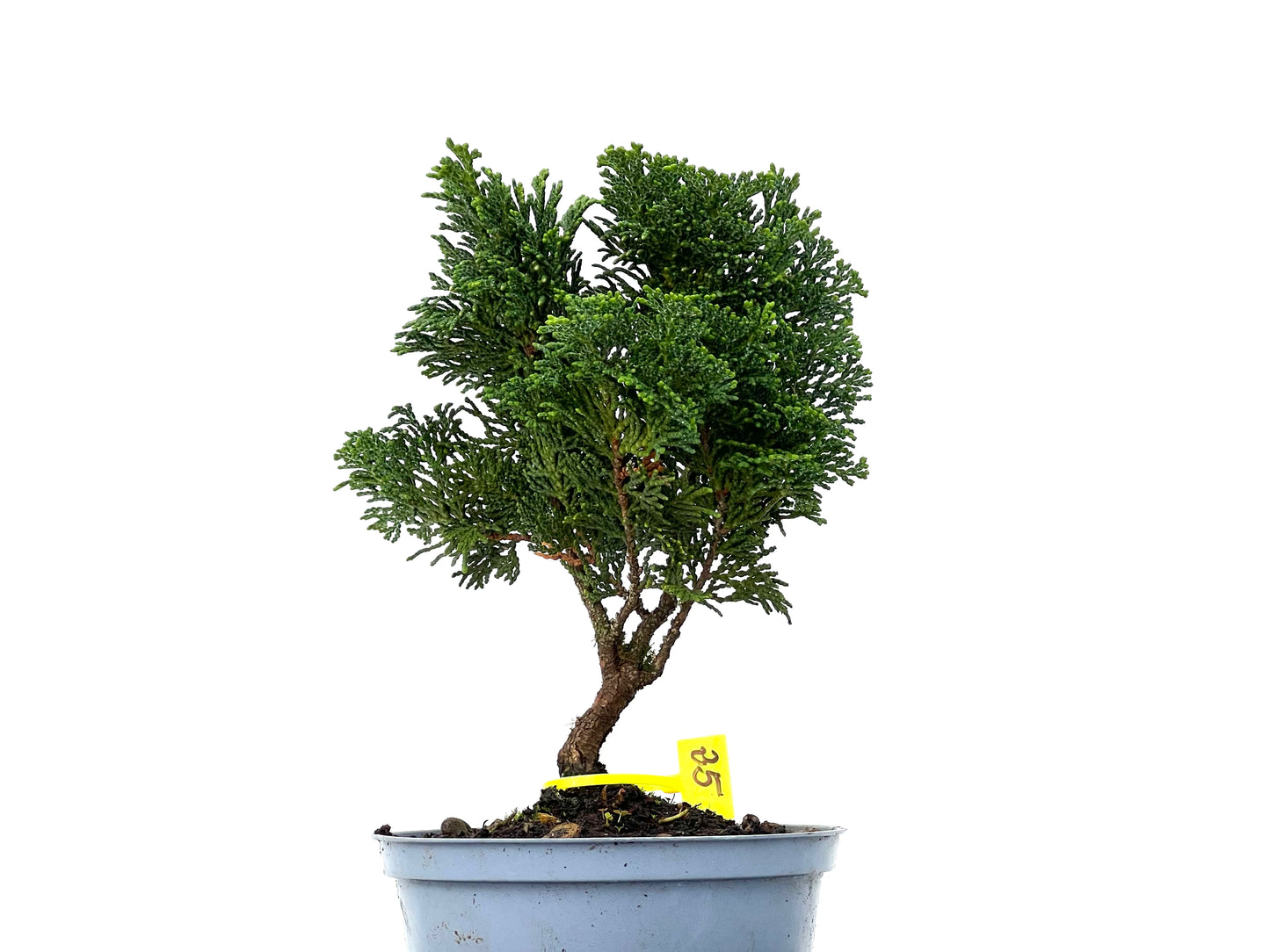 Chamaecyparis Obtusa Nana 3275