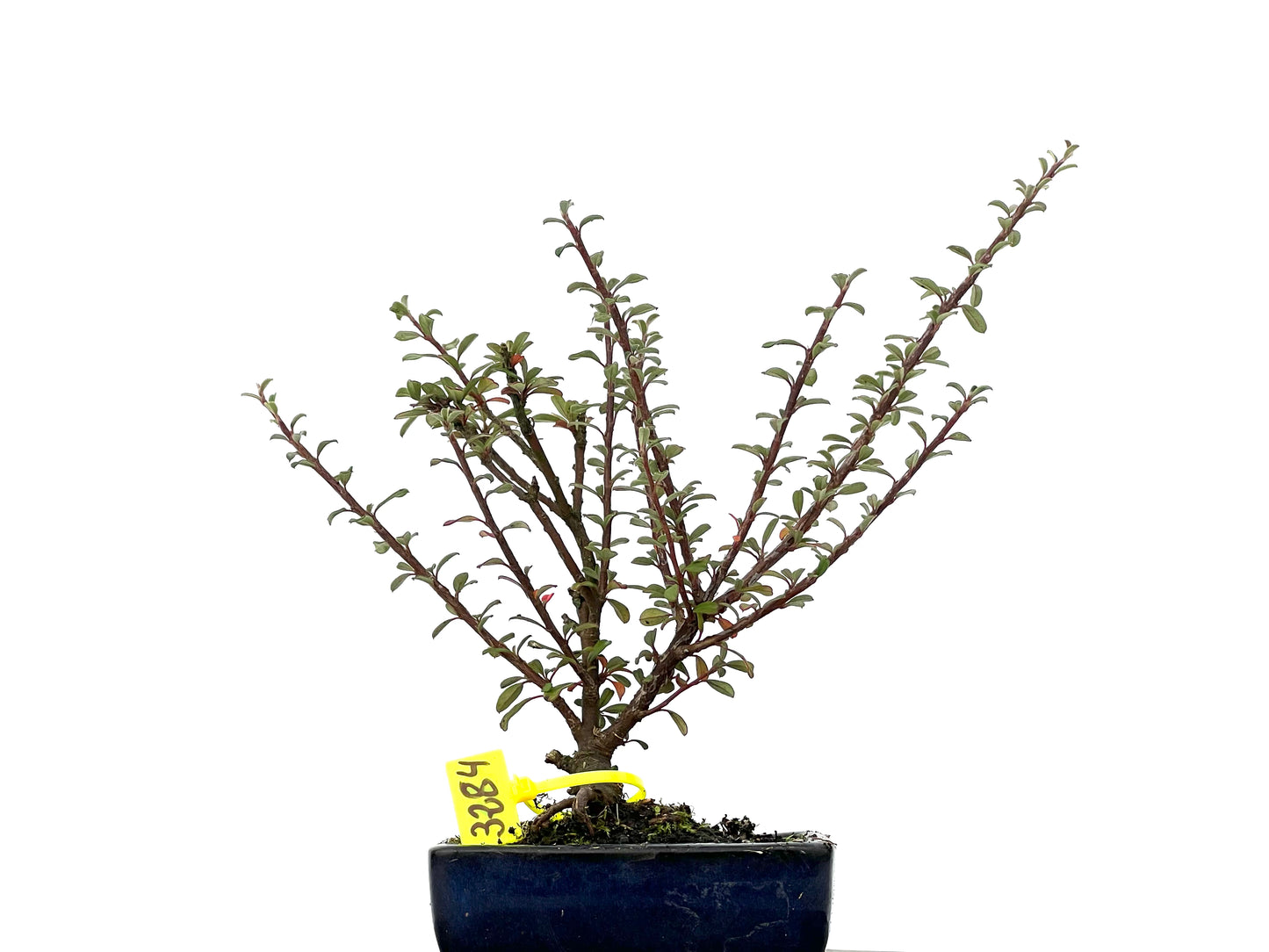 Cotoneaster Microphyllus 3284