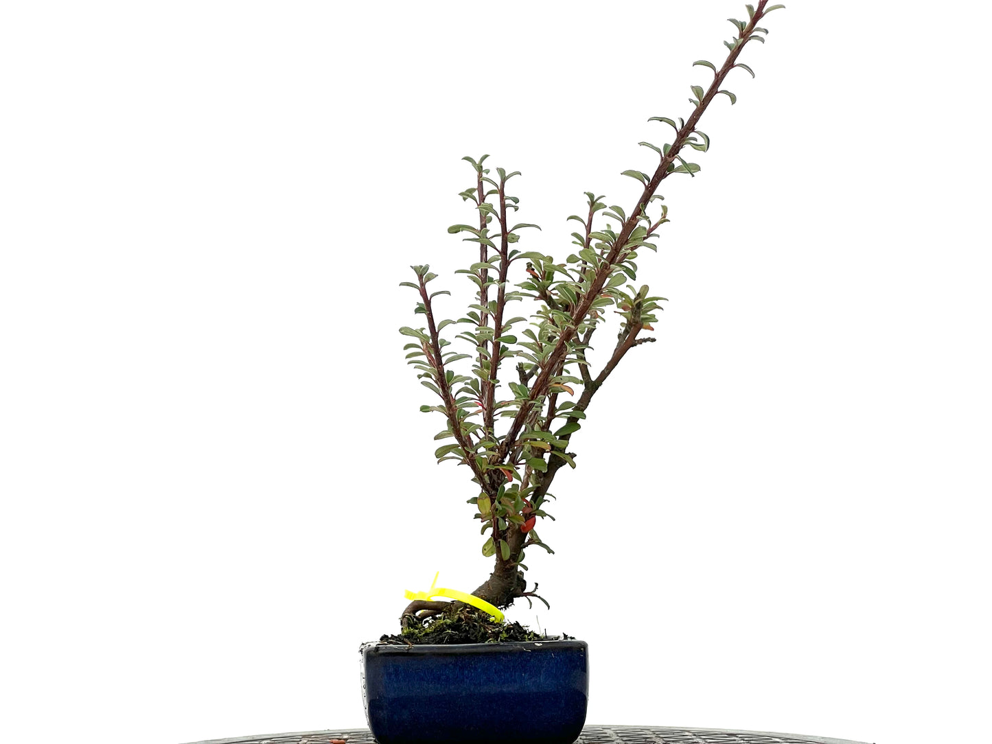 Cotoneaster Microphyllus 3284