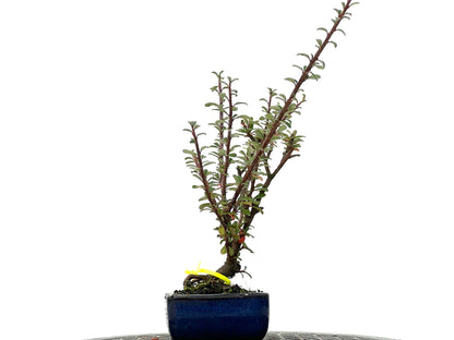Cotoneaster Microphyllus 3284