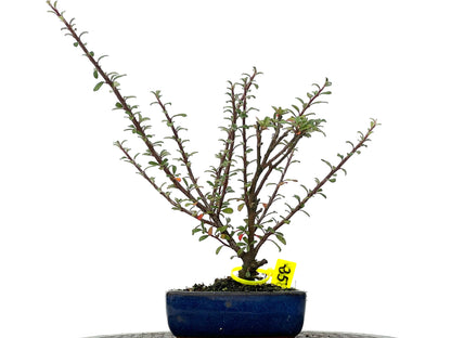 Cotoneaster Microphyllus 3284