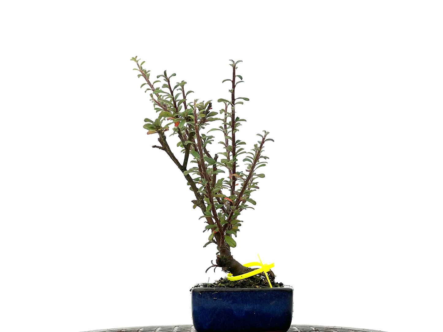 Cotoneaster Microphyllus 3284