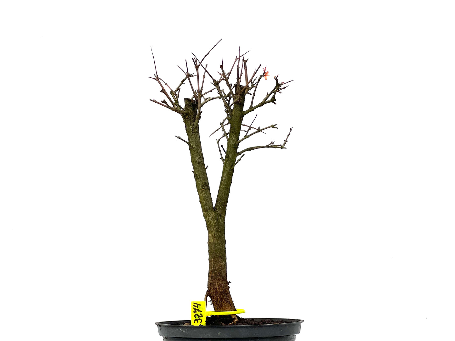 Punica Granatum Nana 3274