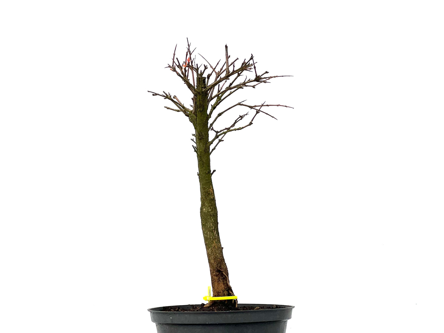 Punica Granatum Nana 3274