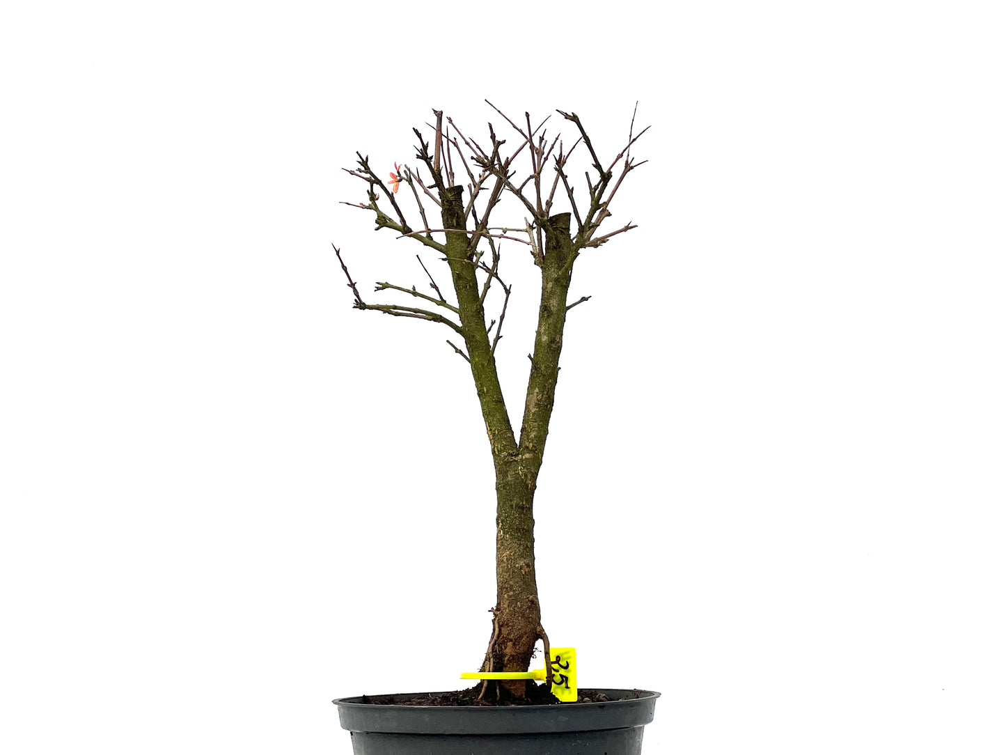 Punica Granatum Nana 3274