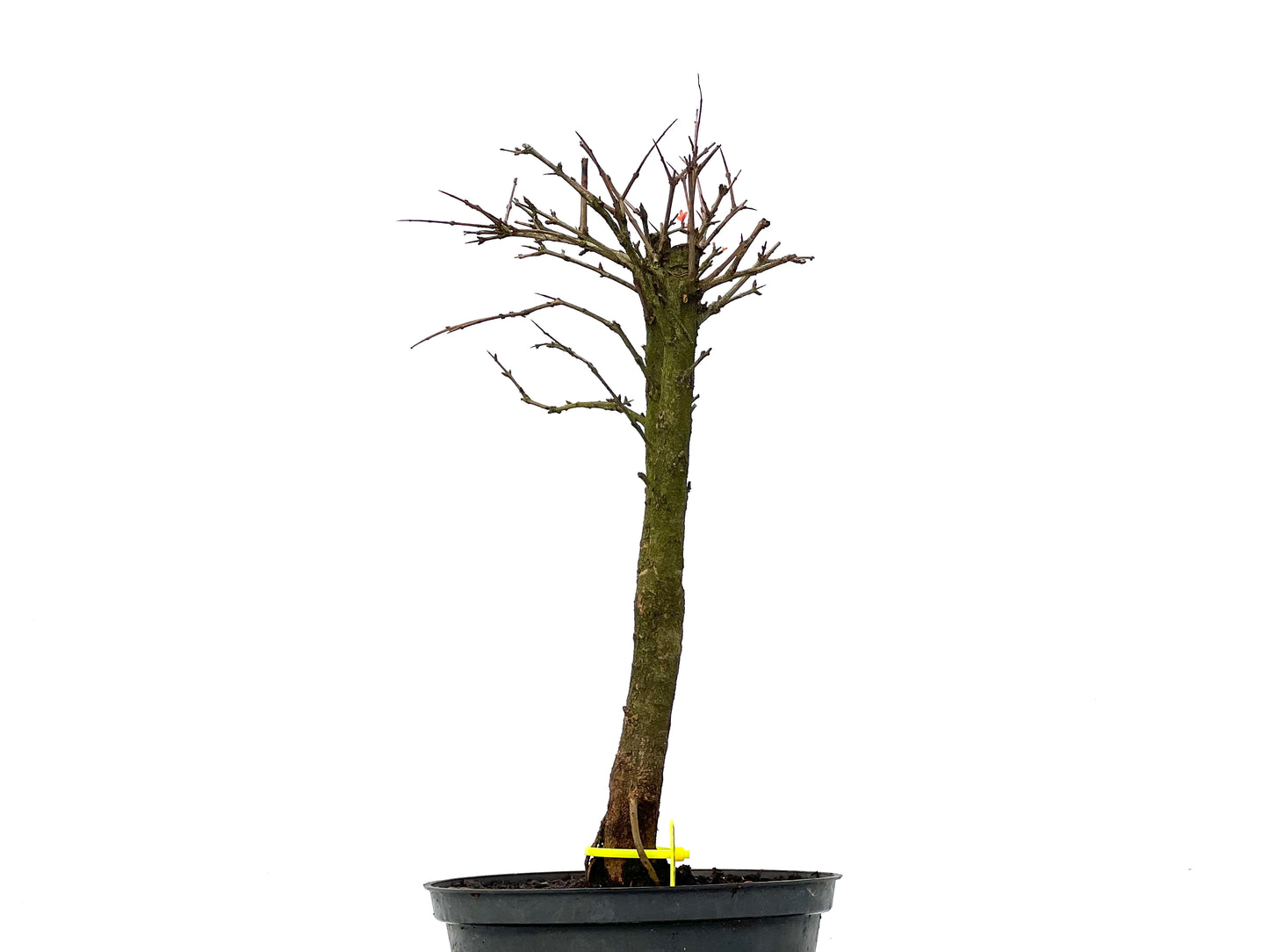 Punica Granatum Nana 3274
