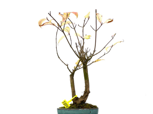 Callicarpa Japonica 3281