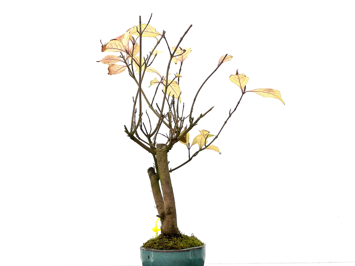 Callicarpa Japonica 3281