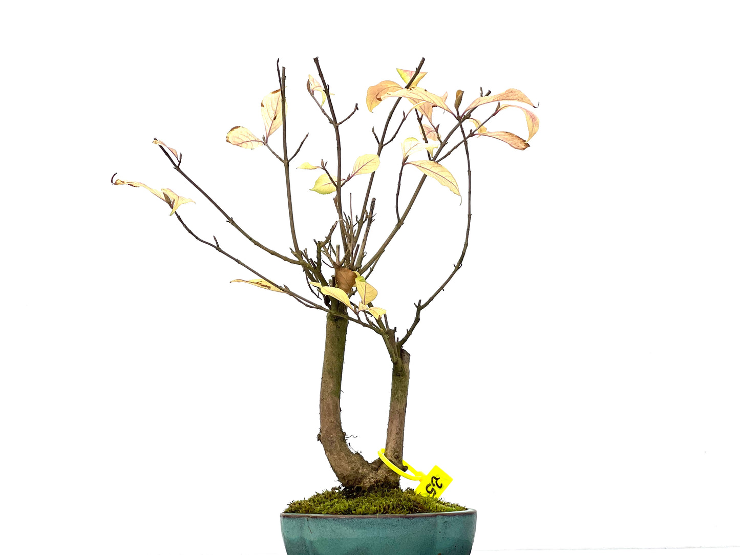 Callicarpa Japonica 3281