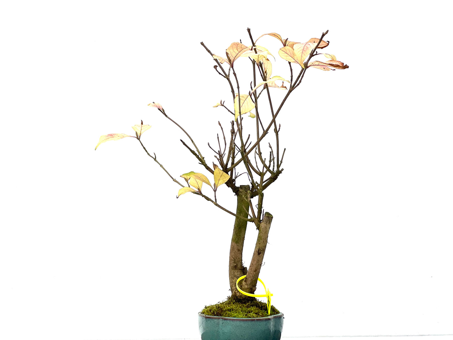 Callicarpa Japonica 3281