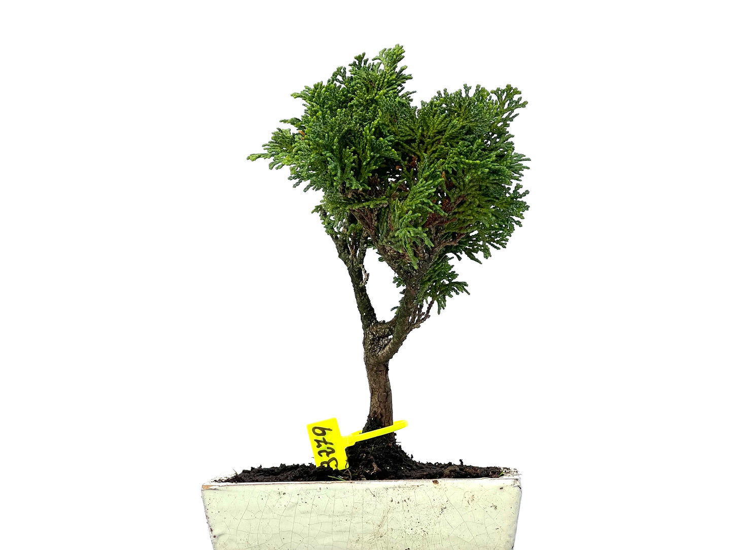 Chamaecyparis Obtusa Nana 3279