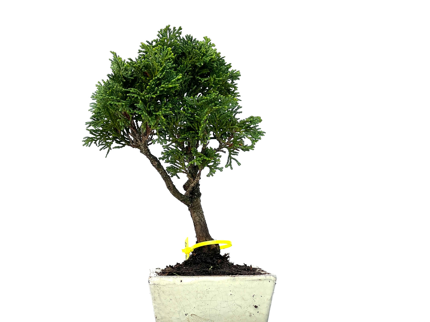 Chamaecyparis Obtusa Nana 3279