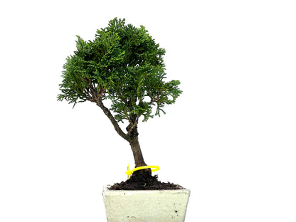 Chamaecyparis Obtusa Nana 3279