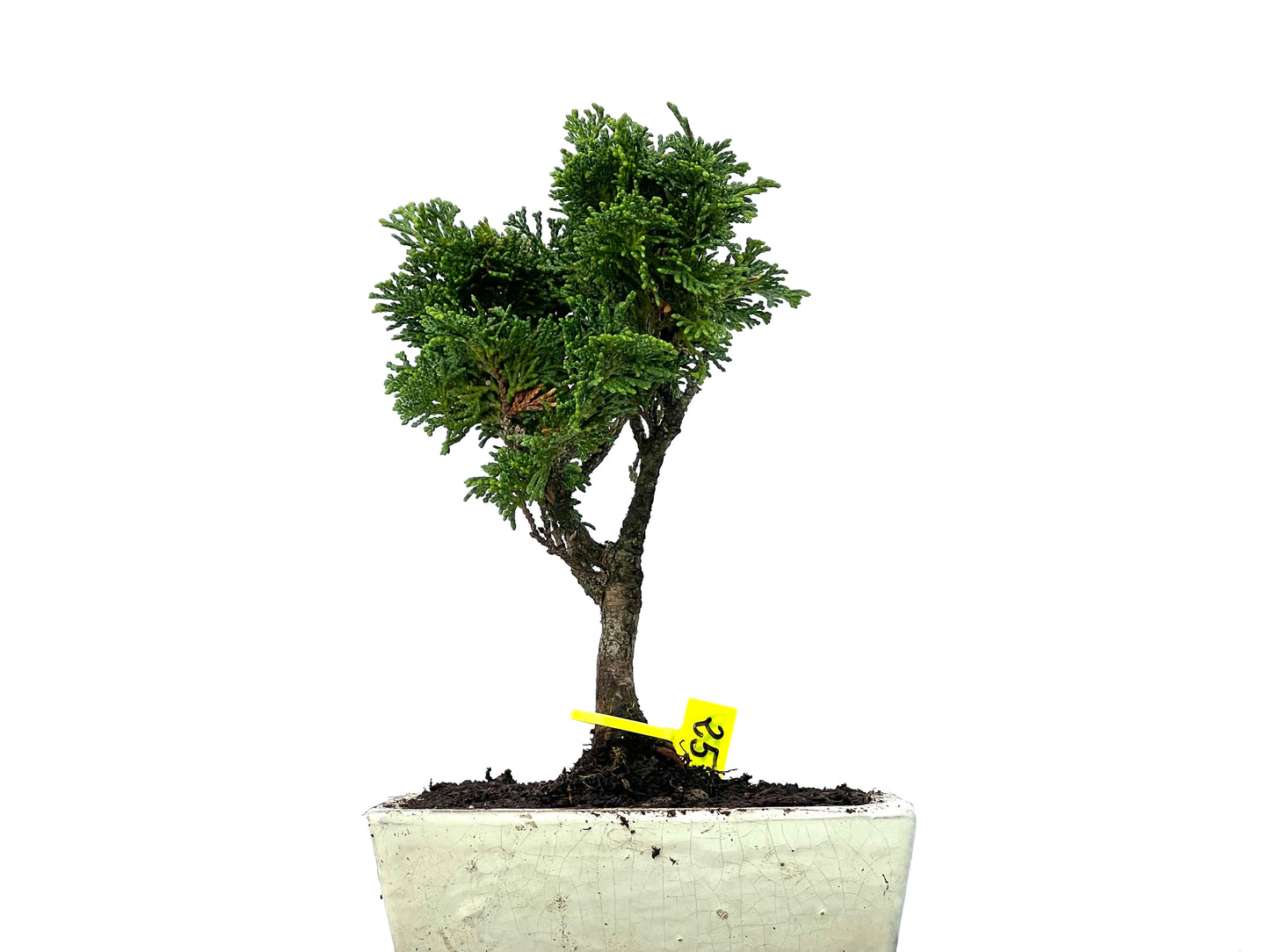 Chamaecyparis Obtusa Nana 3279