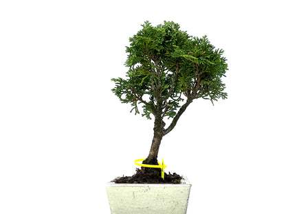 Chamaecyparis Obtusa Nana 3279