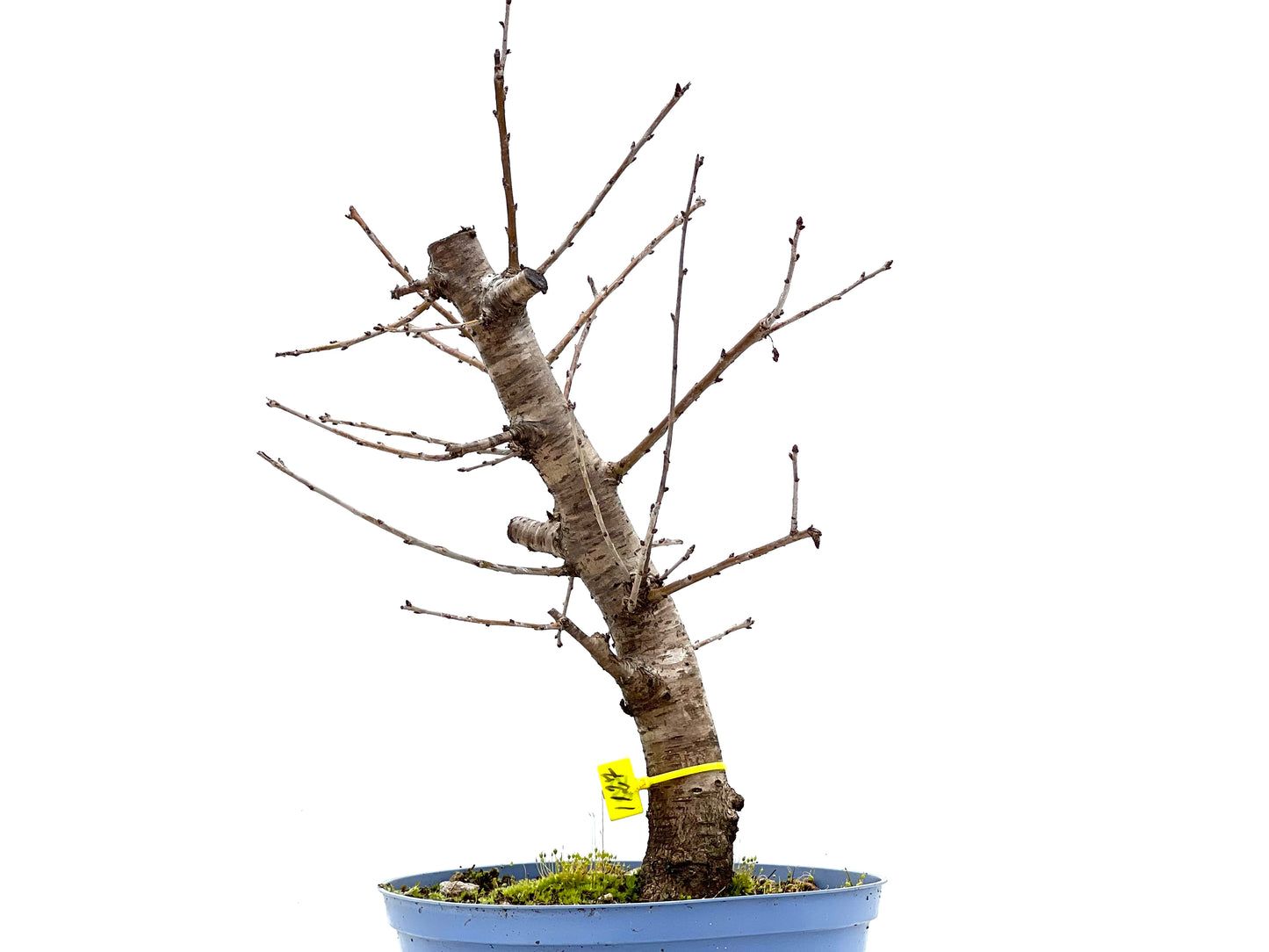 Prunus Mahaleb 1127