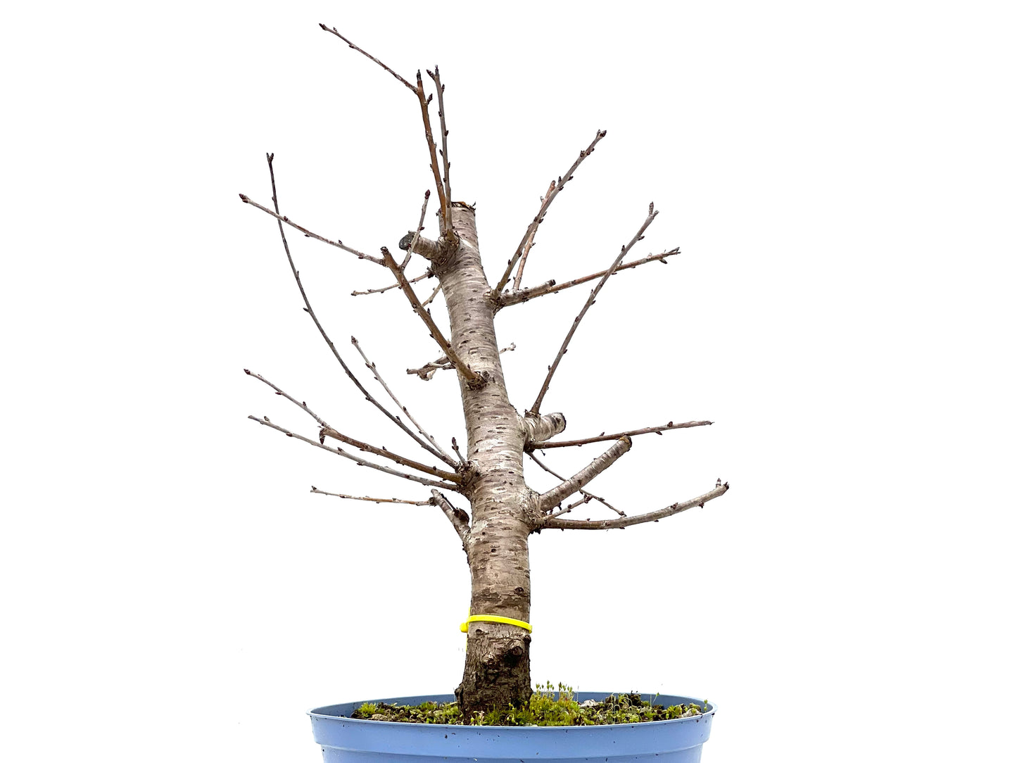 Prunus Mahaleb 1127