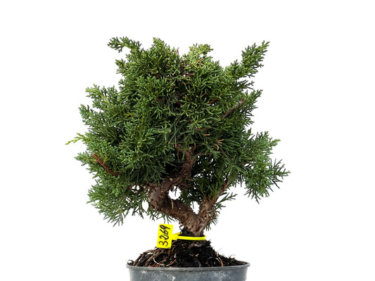 Juniperus Chinensis Kyushu 3269