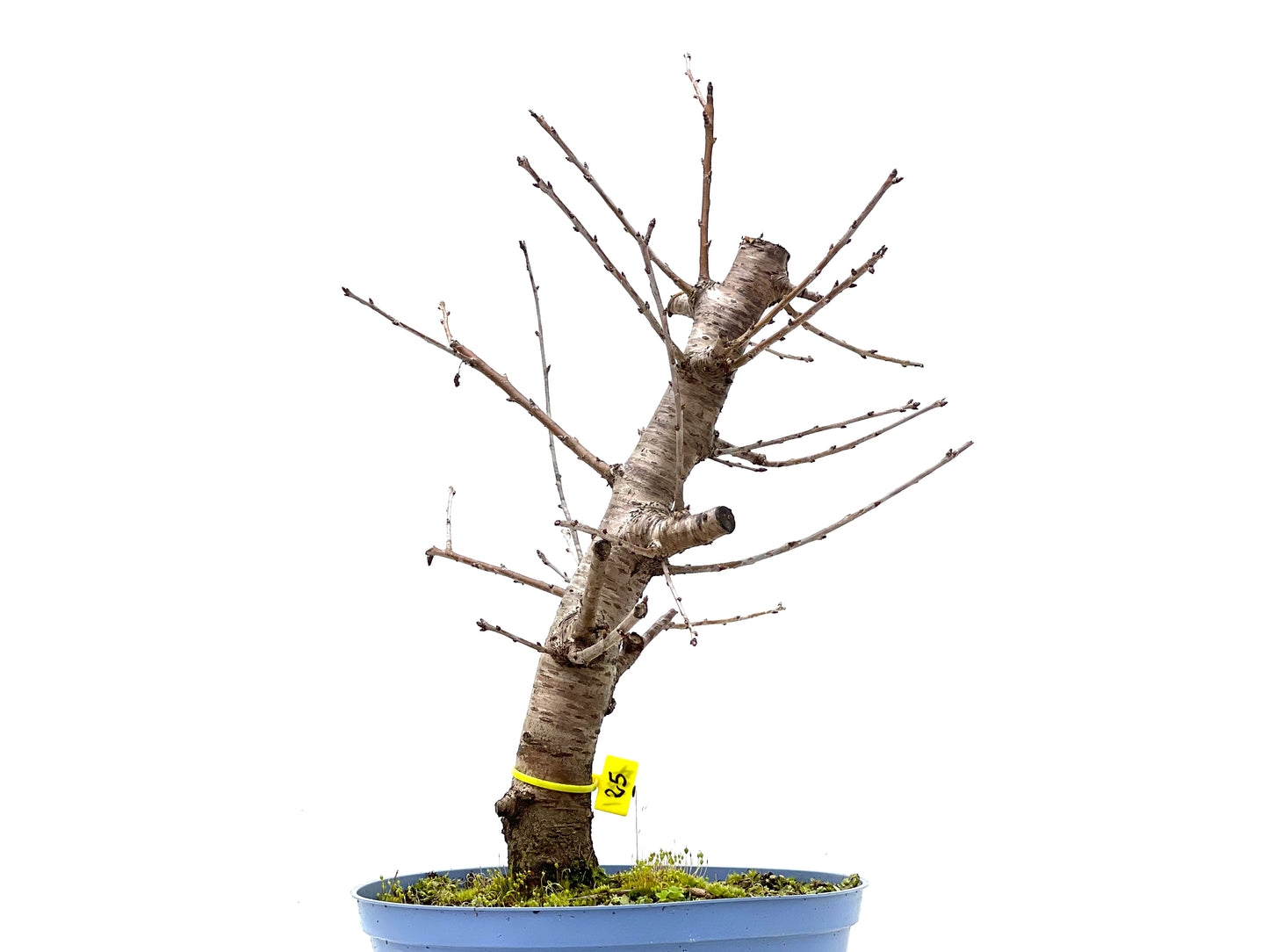 Prunus Mahaleb 1127