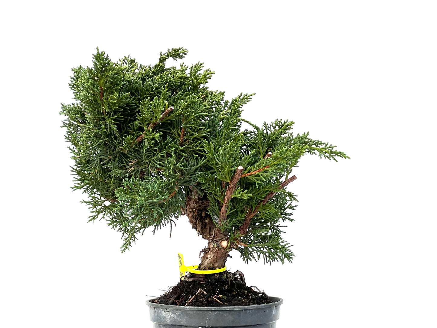 Juniperus Chinensis Kyushu 3269