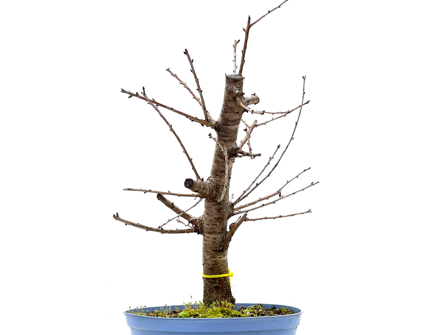 Prunus Mahaleb 1127