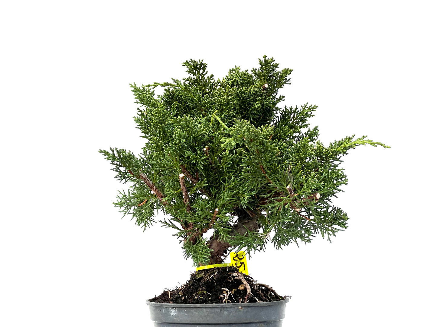 Juniperus Chinensis Kyushu 3269
