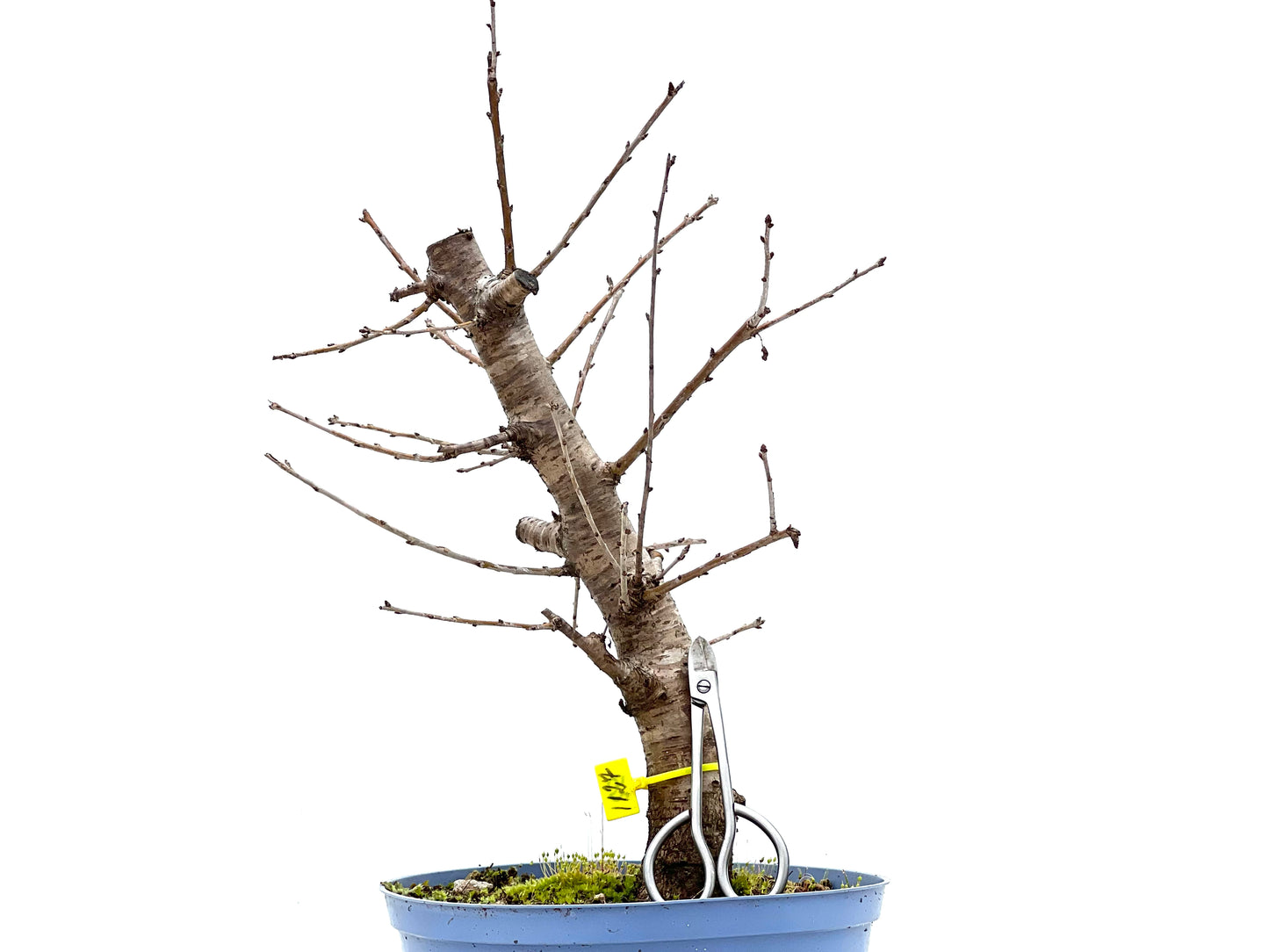 Prunus Mahaleb 1127