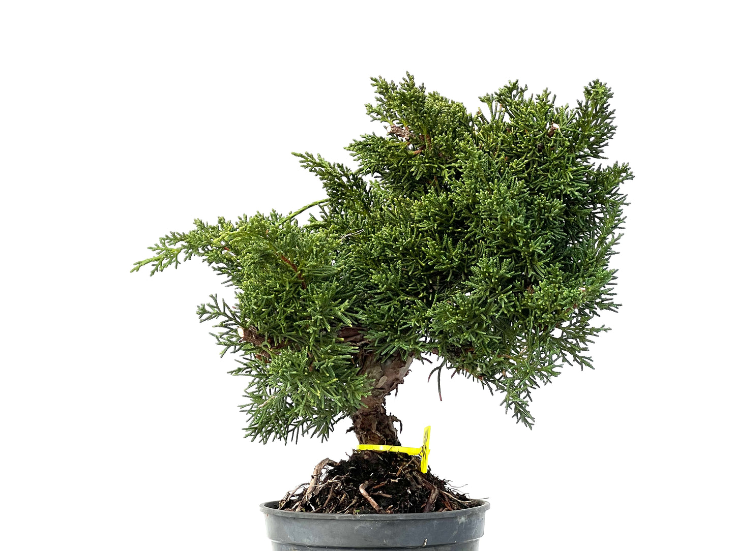 Juniperus Chinensis Kyushu 3269