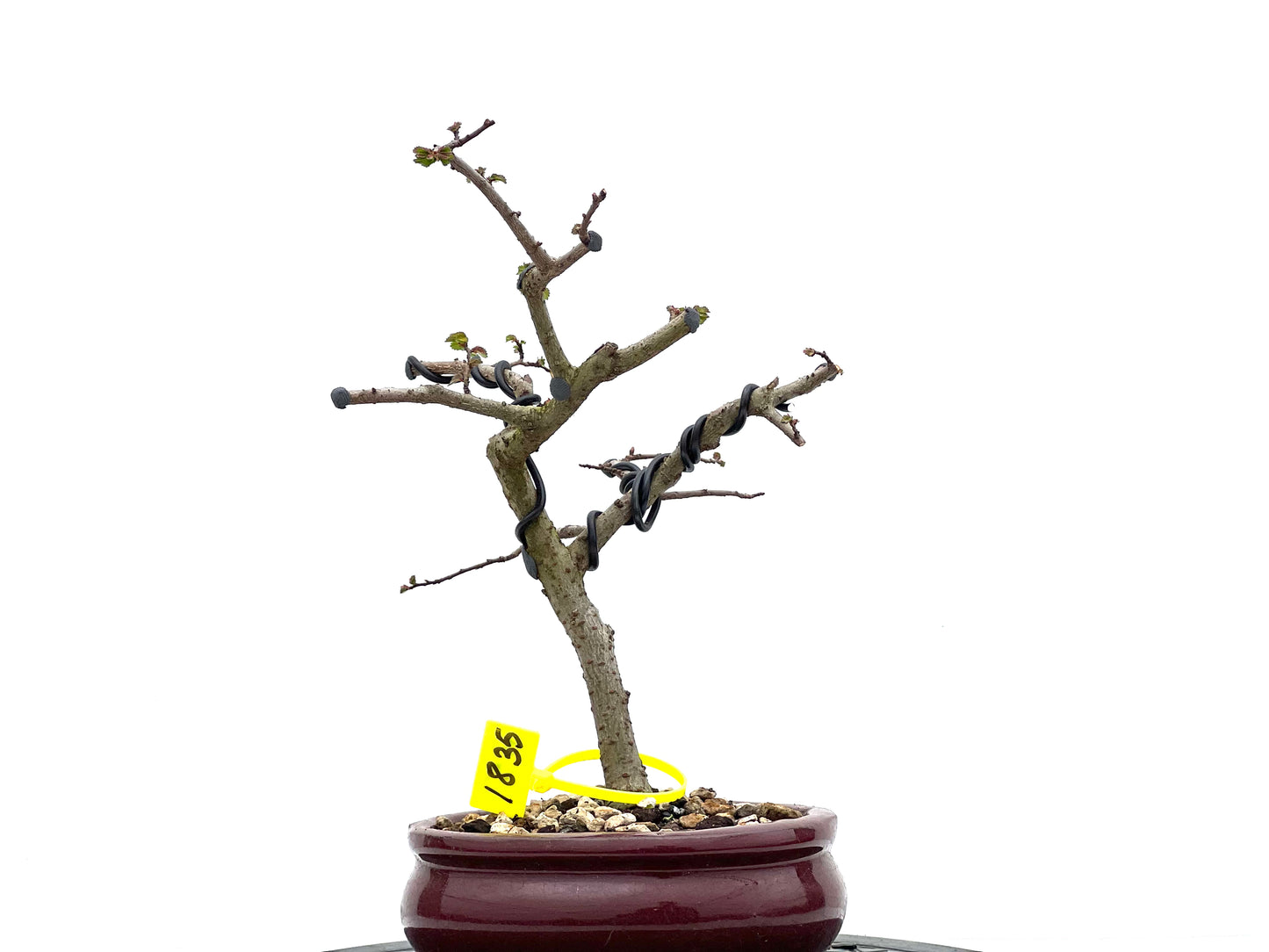 Ulmus Parvifolia 1835